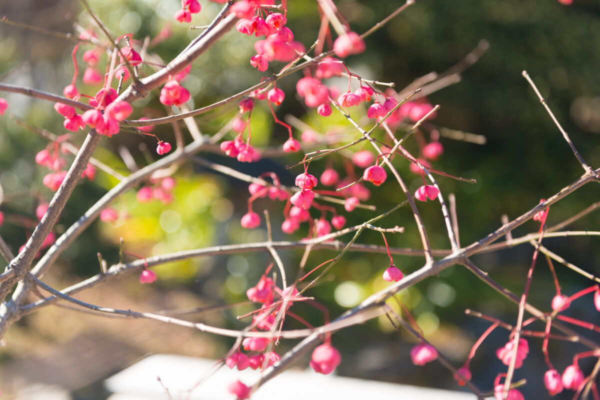 Flowers near Akuba Village