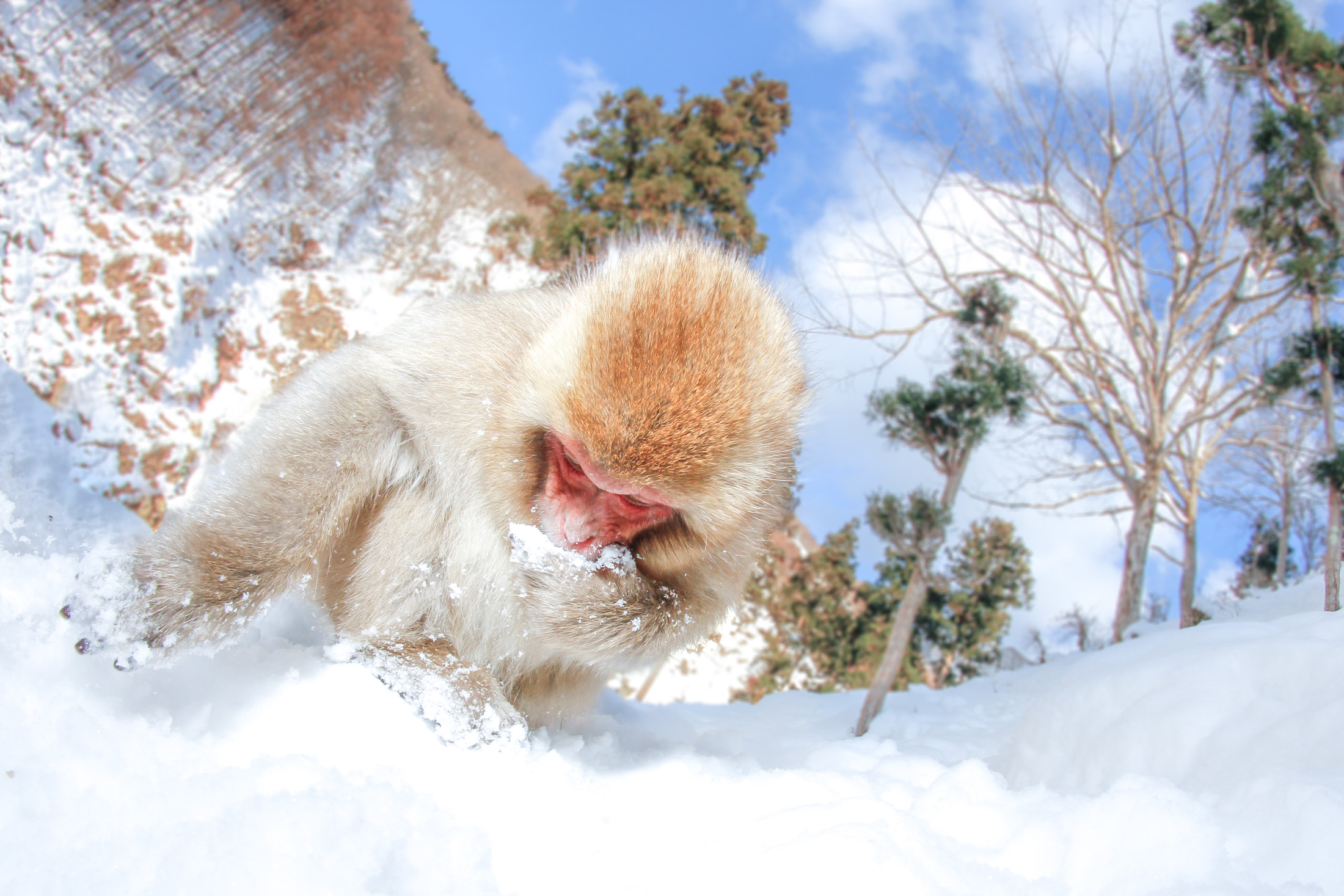 Snow Monkey Drinking Water in Winter Wonderland - A Serene Scene of Survival.