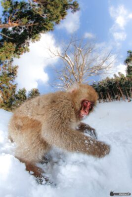 Jigokudani Monkey