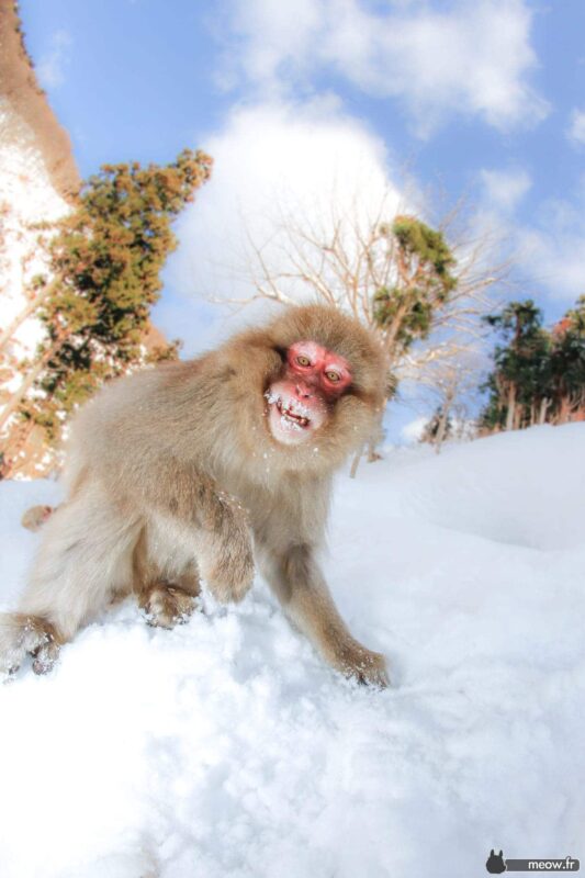 Snow monkey standing gracefully in snowy landscape under clear blue sky.