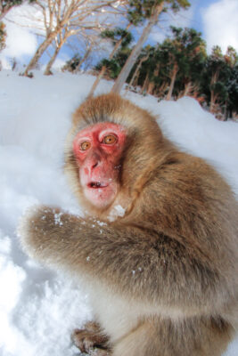 Jigokudani Monkey