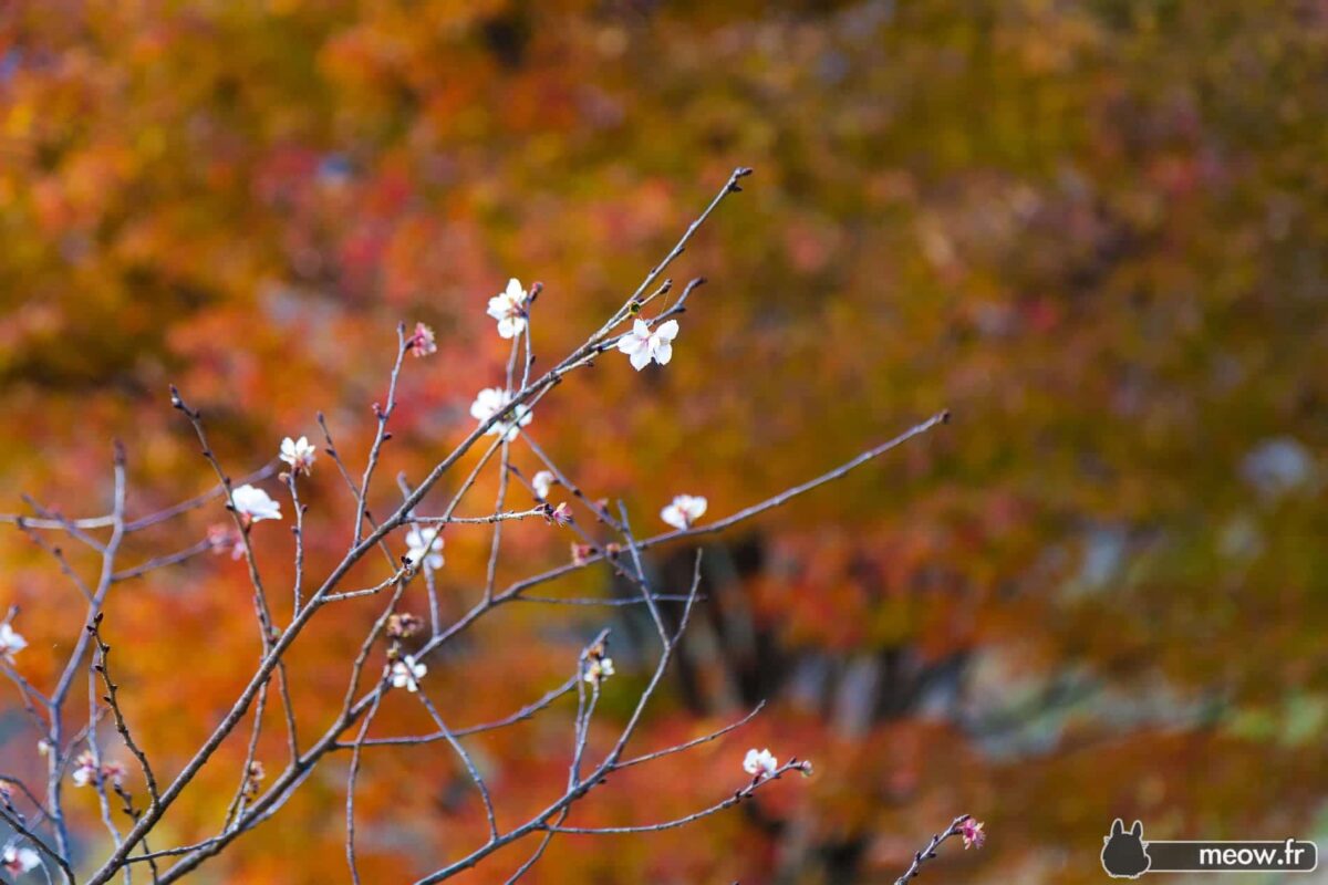 Delicate Winter Sakura