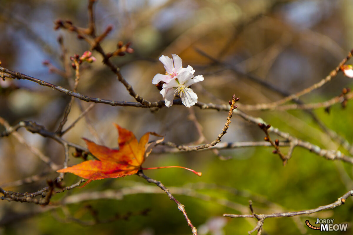 Sakura and Autumn Leave