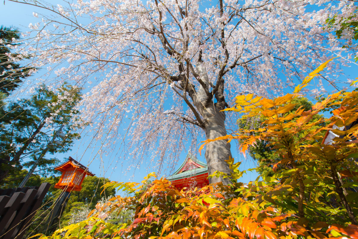 Koyo Sakura