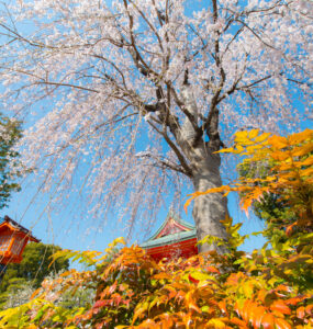 Cherry Blossom Beauty in Tokyo: A vibrant display of nature and culture in Japan.