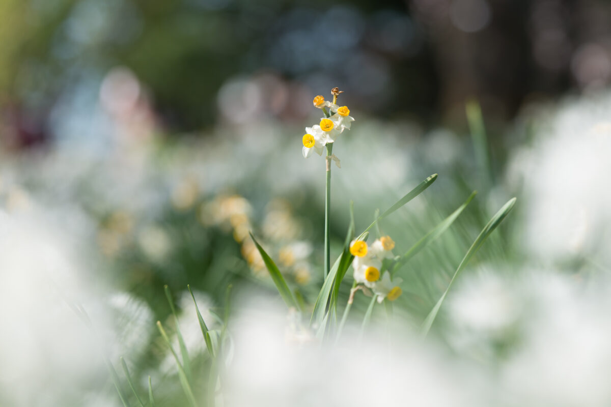 Super Dreamy Flower