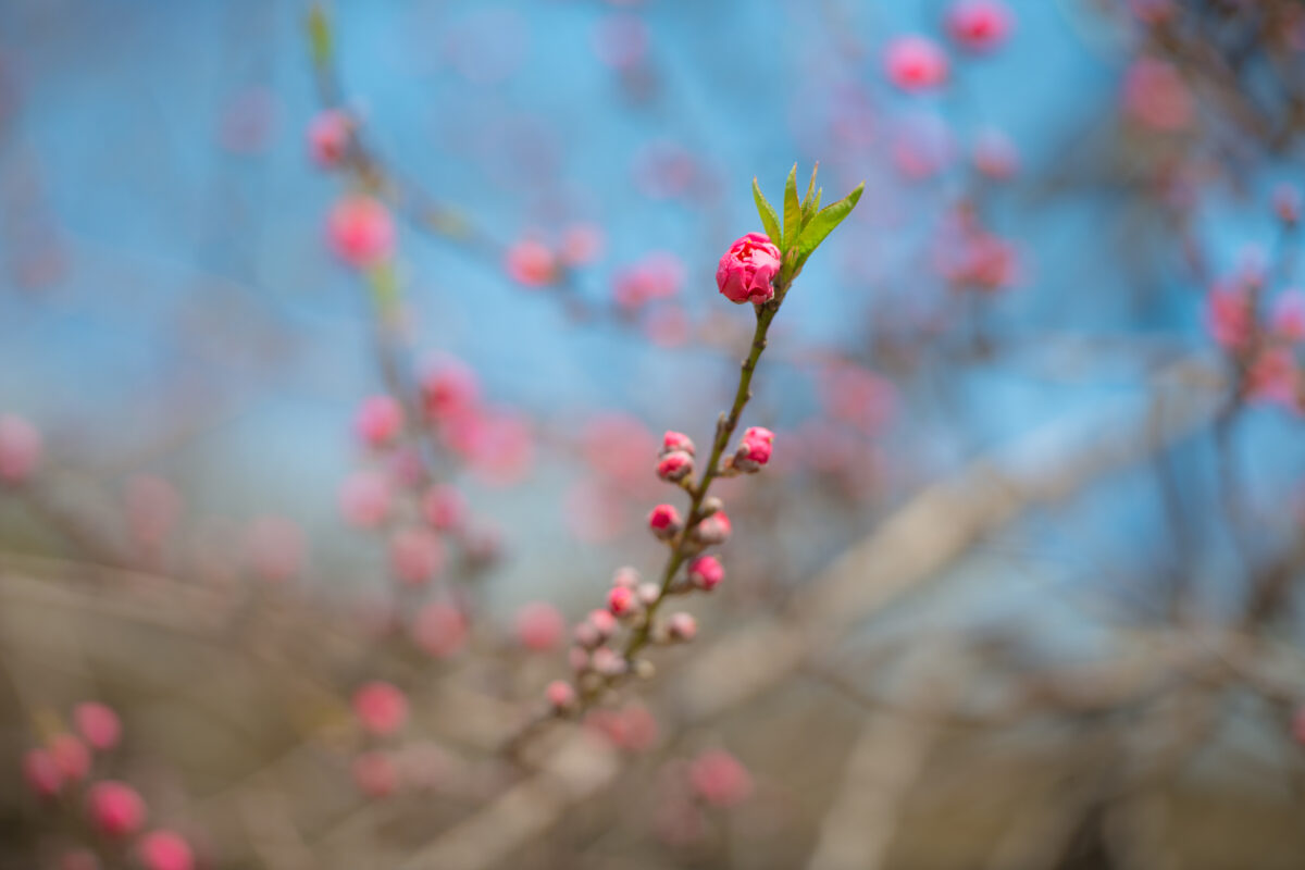 Blooming Out