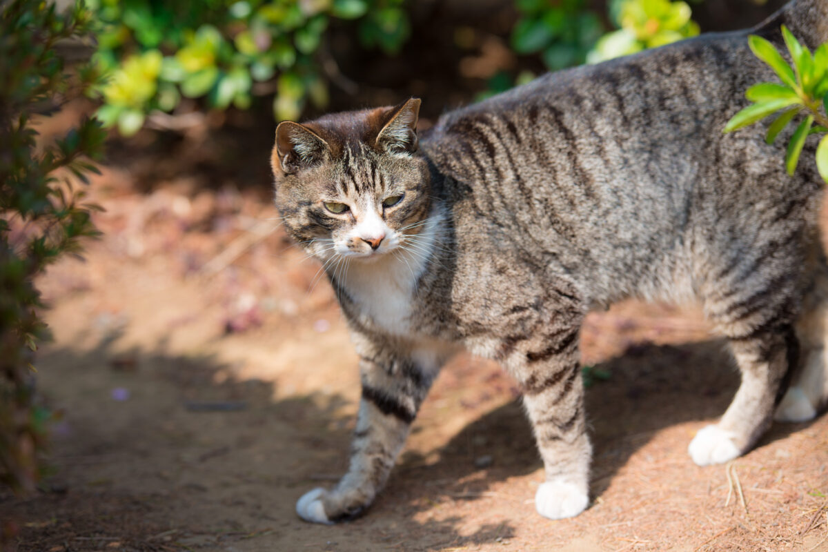 Non Chat l'Amant