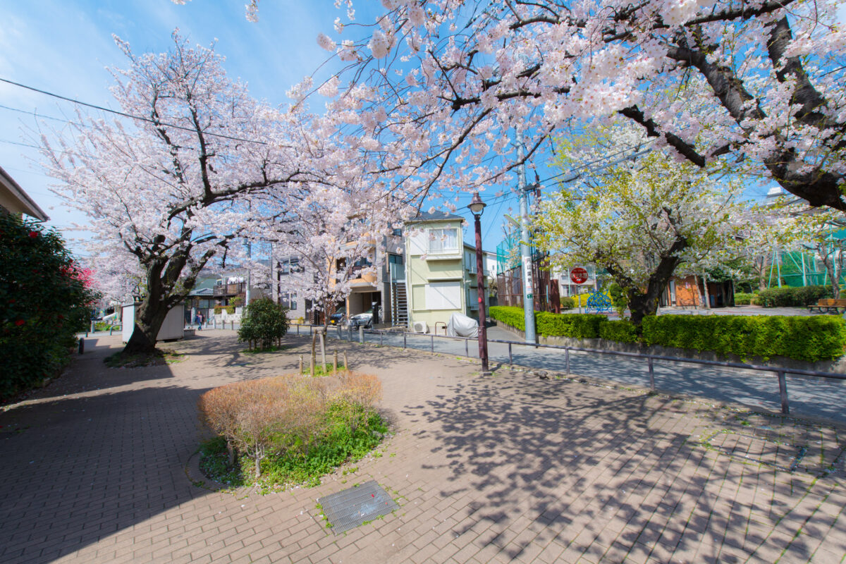 Sakura Shadows