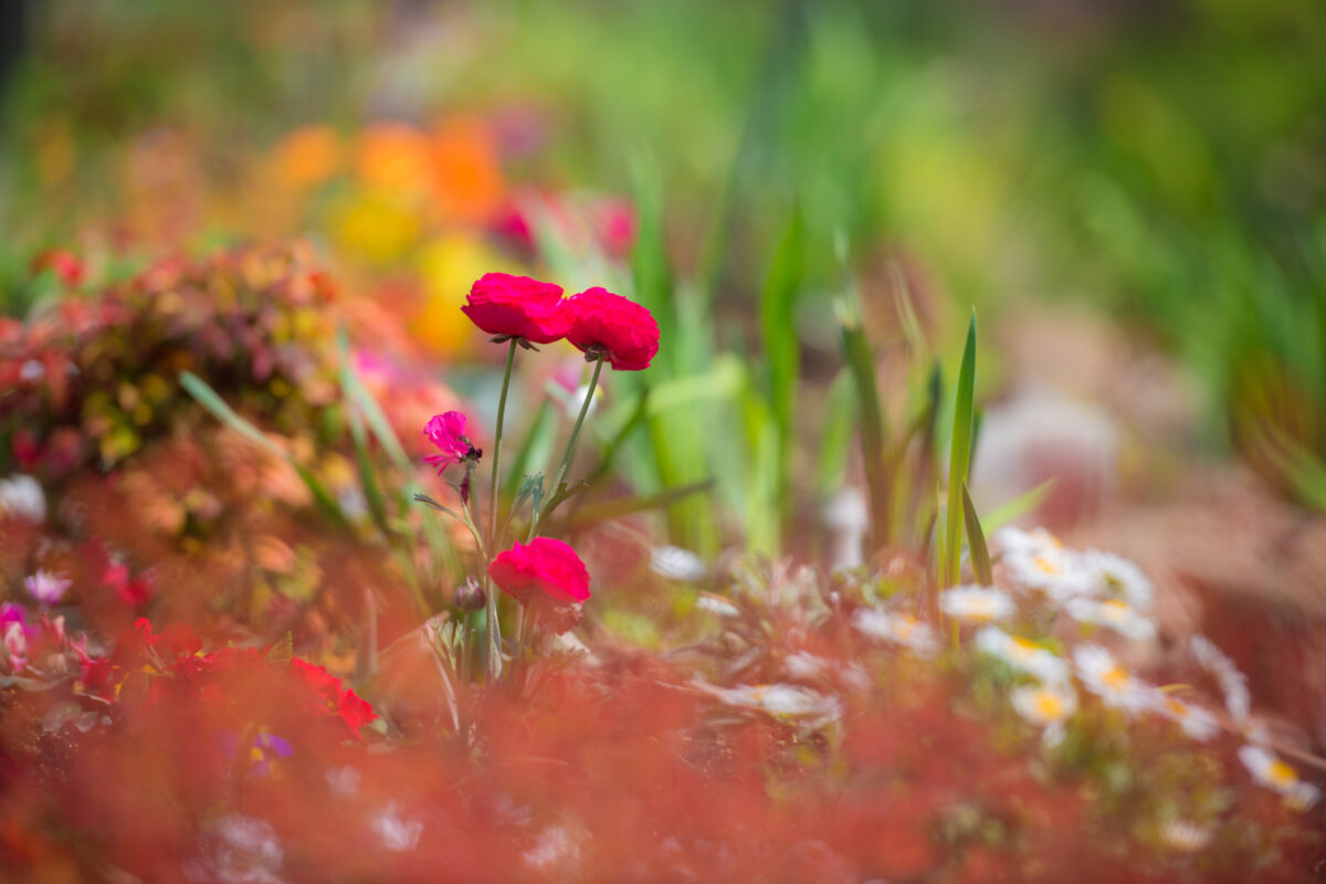 Morning Bloom