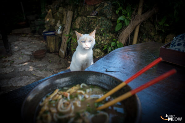 Curious white cat in Okinawa with blue eyes, exploring traditional Japanese dish.