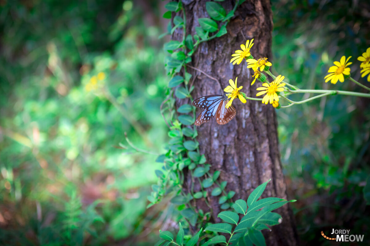 Butterfly Takatsukiyama