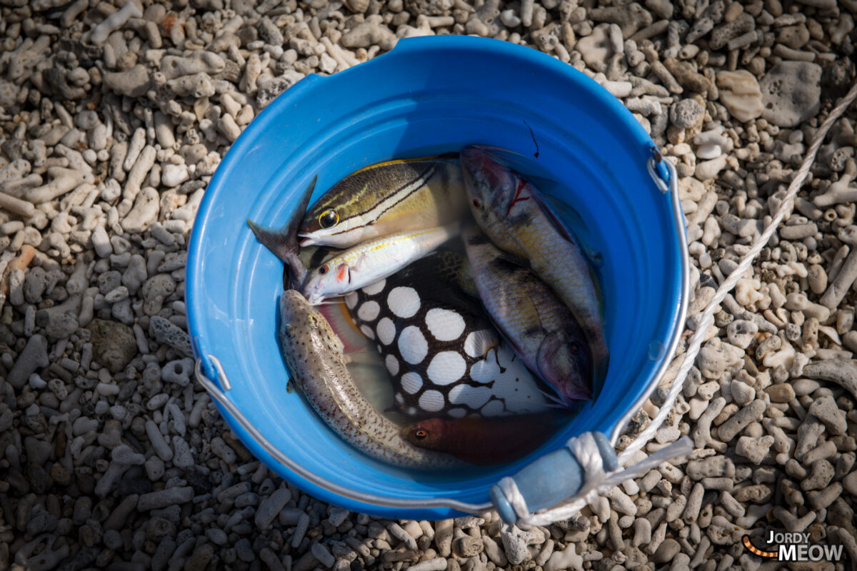 Okinawa Fishing Fishes