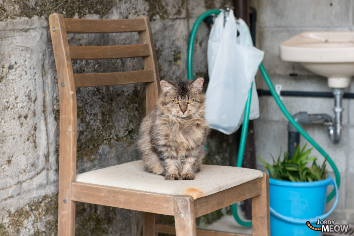 Cat in Zamami Village