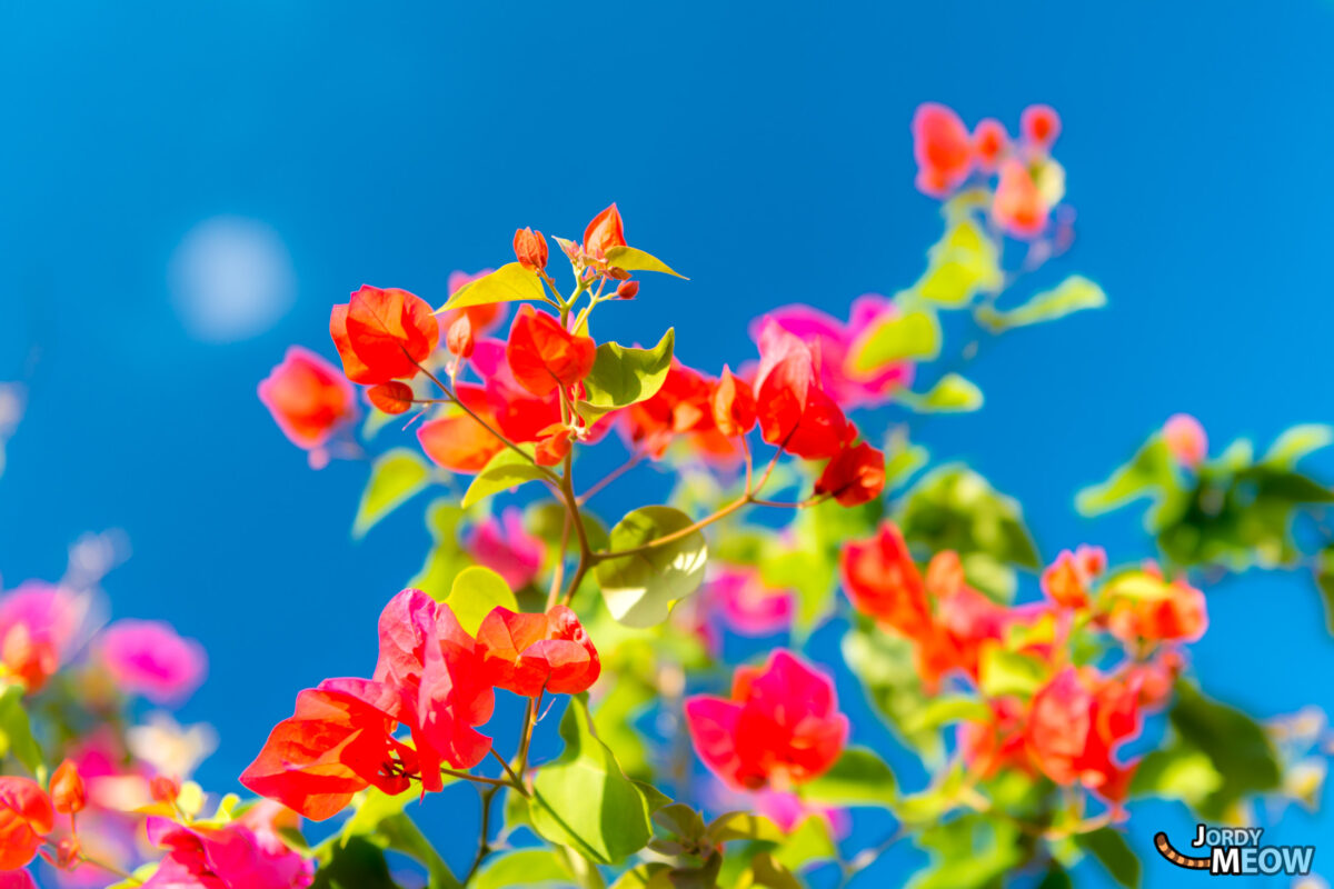 Bougainvillea