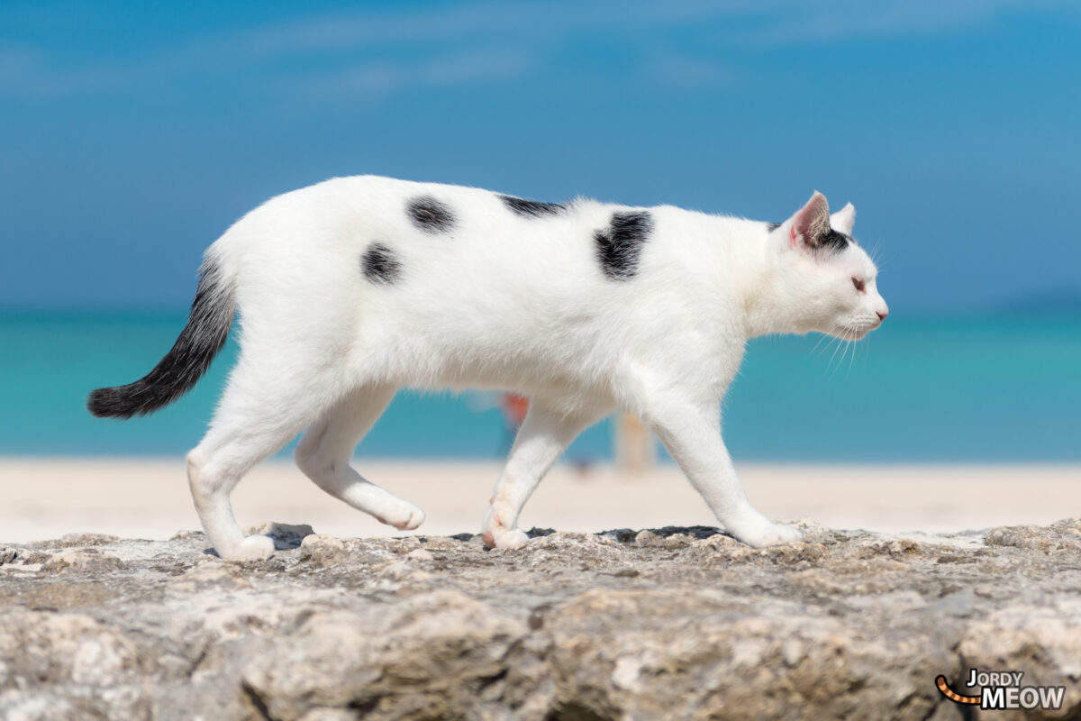 Taketomi Beach Cat