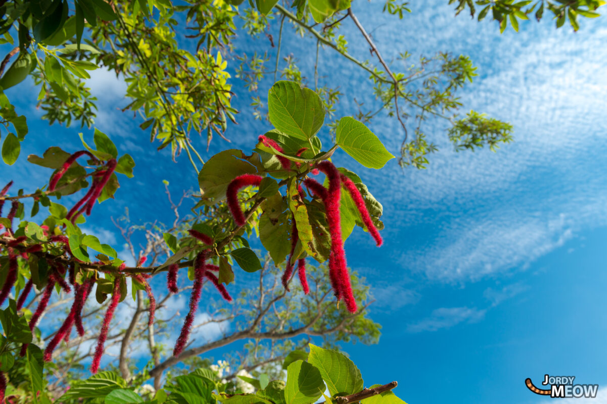 Acalypha Hispida