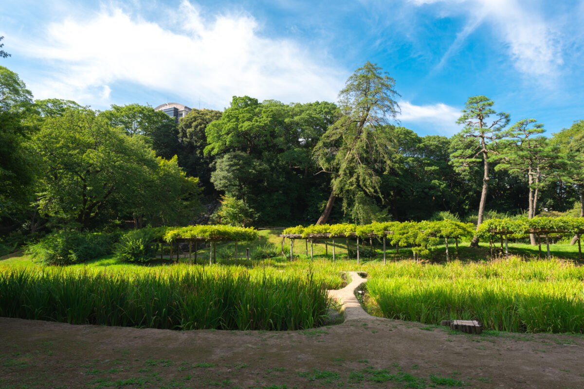 Korakuen Rice Fields