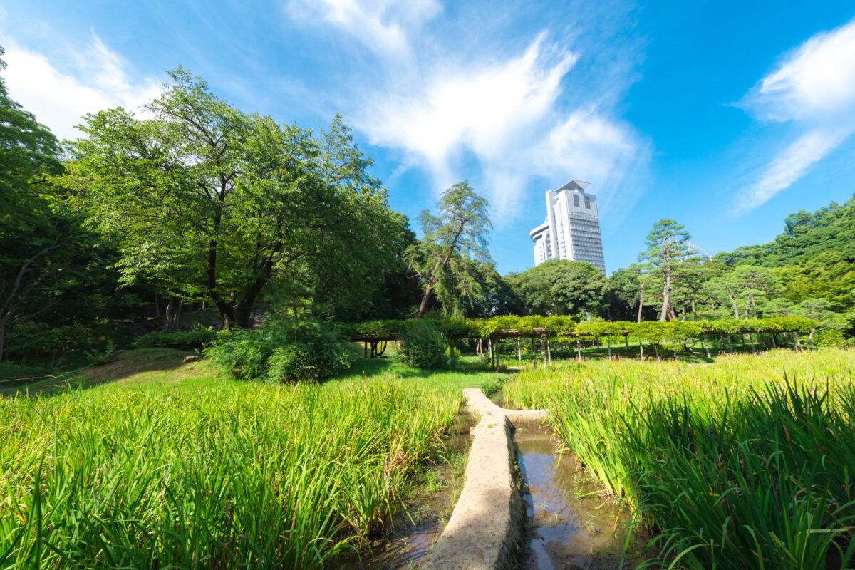 Through the Korakuen Ricefields