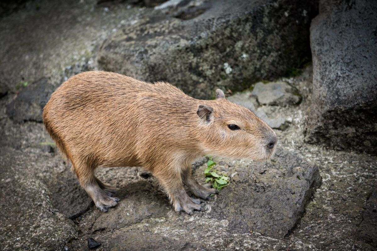 Capybara