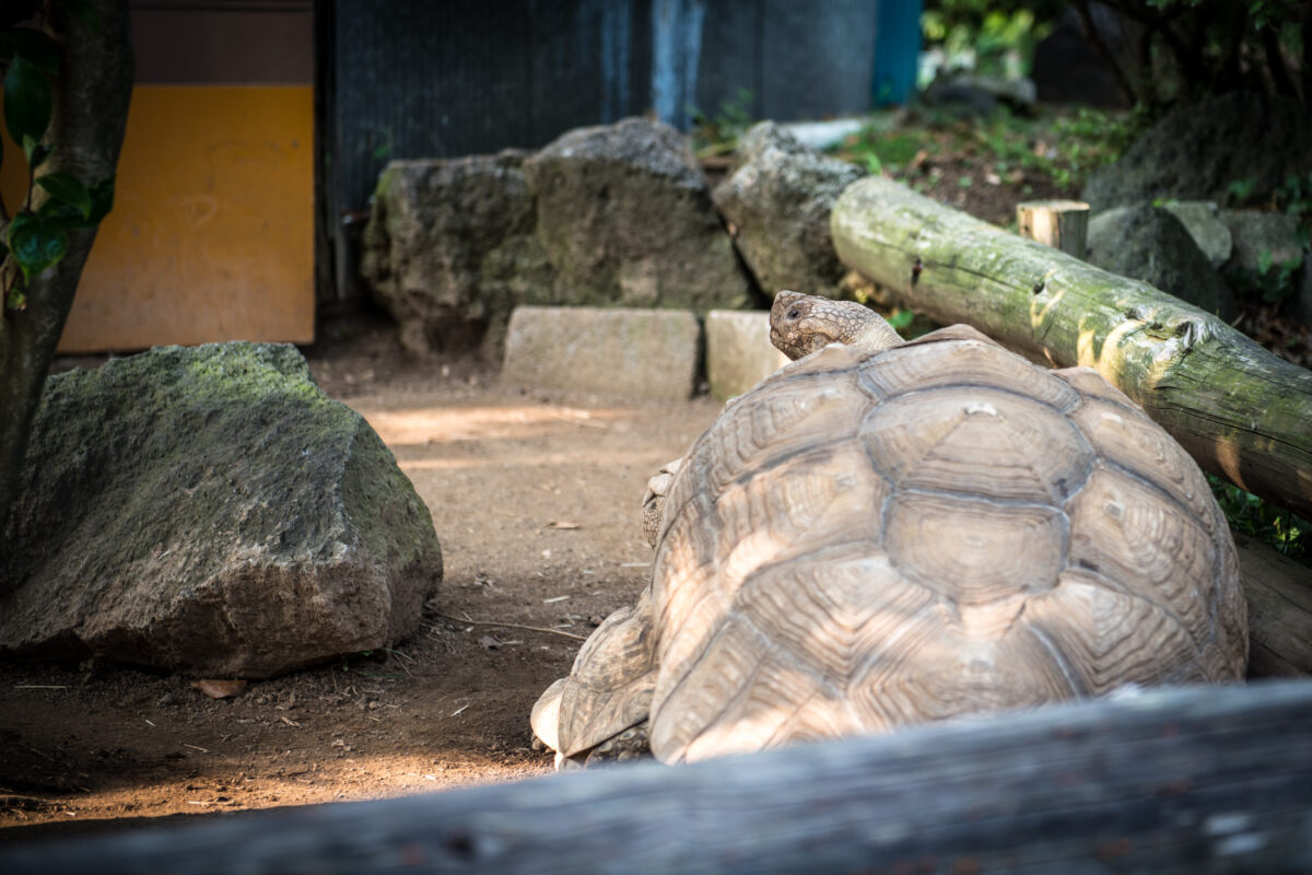 Turtle Shaboten Park