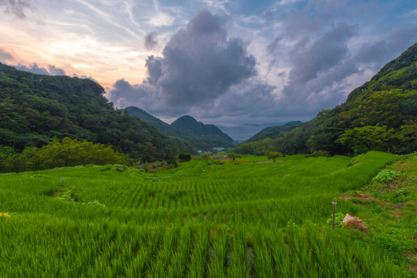 Majestic rice fields amidst towering mountains under golden sky in breathtaking landscape.