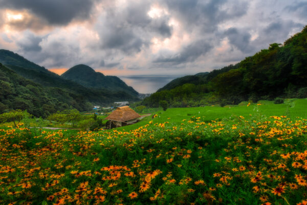 Golden Sunflower Field in Izu Peninsula at sunset, surrounded by lush hills and mountains.