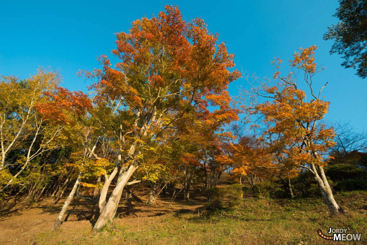 Standard Koyo Trees