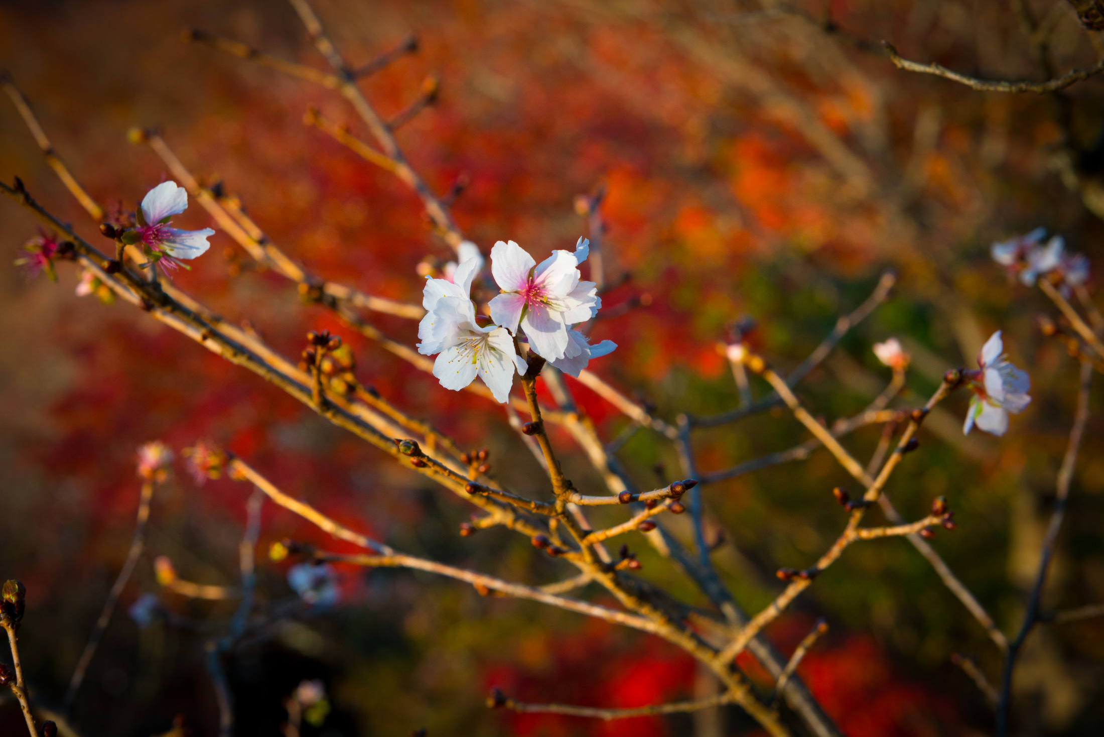 Sakurayama : The Fuyuzakura Mountain | Offbeat Japan