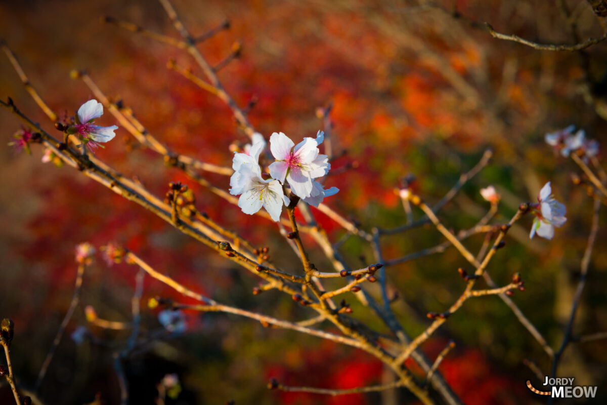 The Koyo and the Sakura