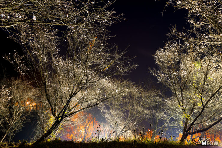 Enchanting night view of Fuyuzakura cherry trees at Sakurayama Park in autumn, Japan.