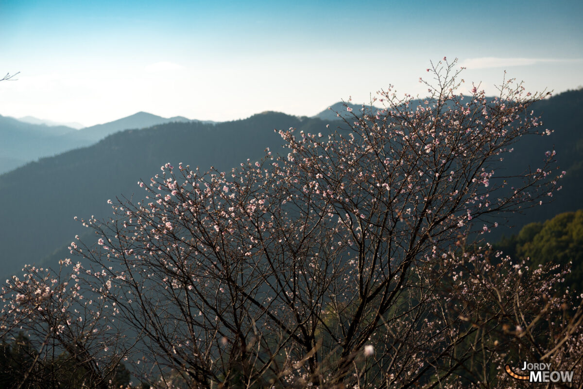 Hazy Little White Flowers