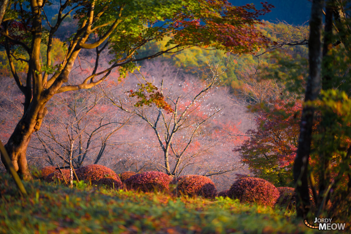 Red Sakura