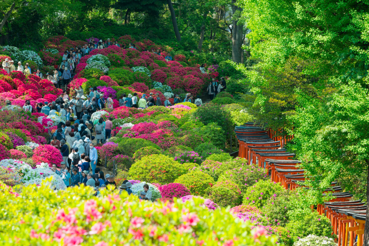 Nezu Shrine.