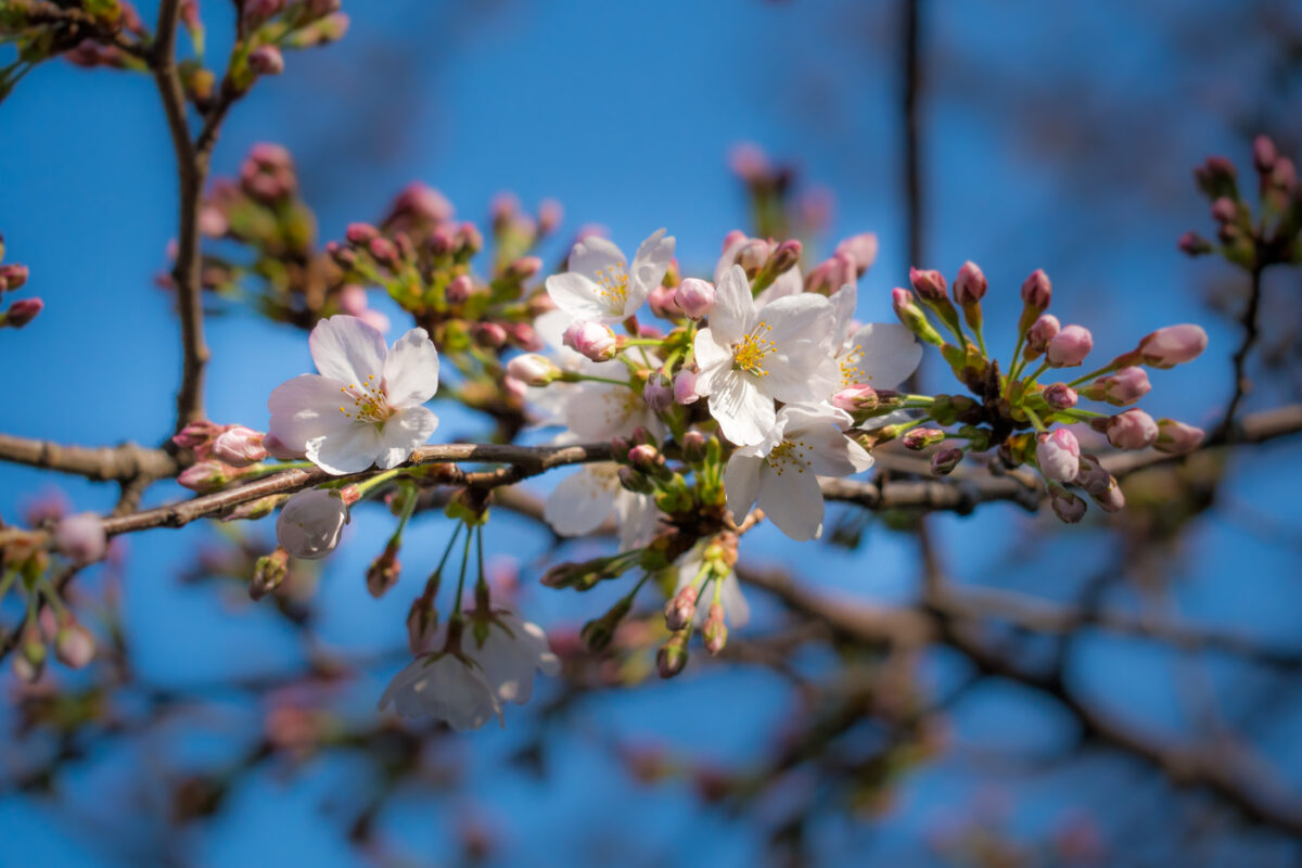 Sakura.