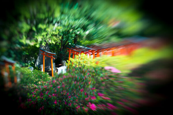 Tranquil garden scene with vibrant torii gate at Nezu Shrine in Tokyo, Japan.