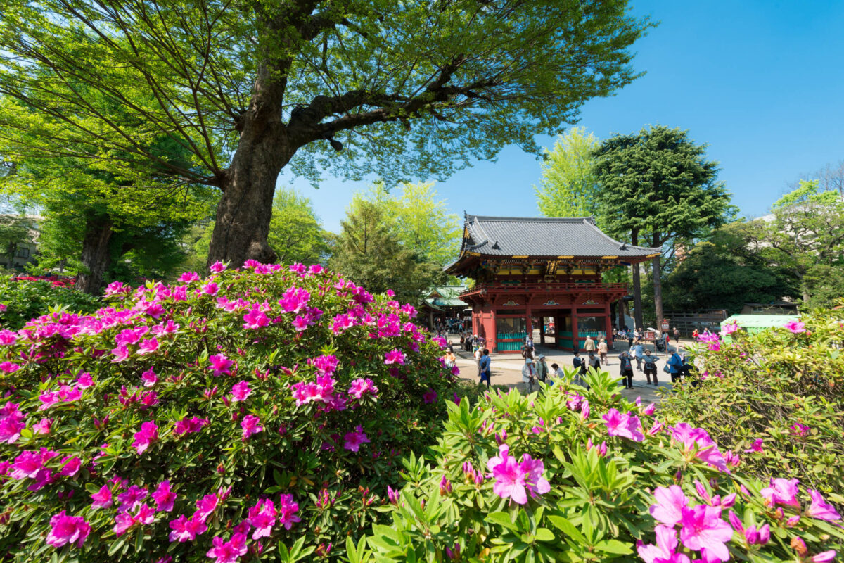 Nezu Shrine.