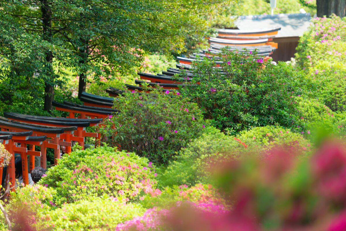 Nezu Shrine.