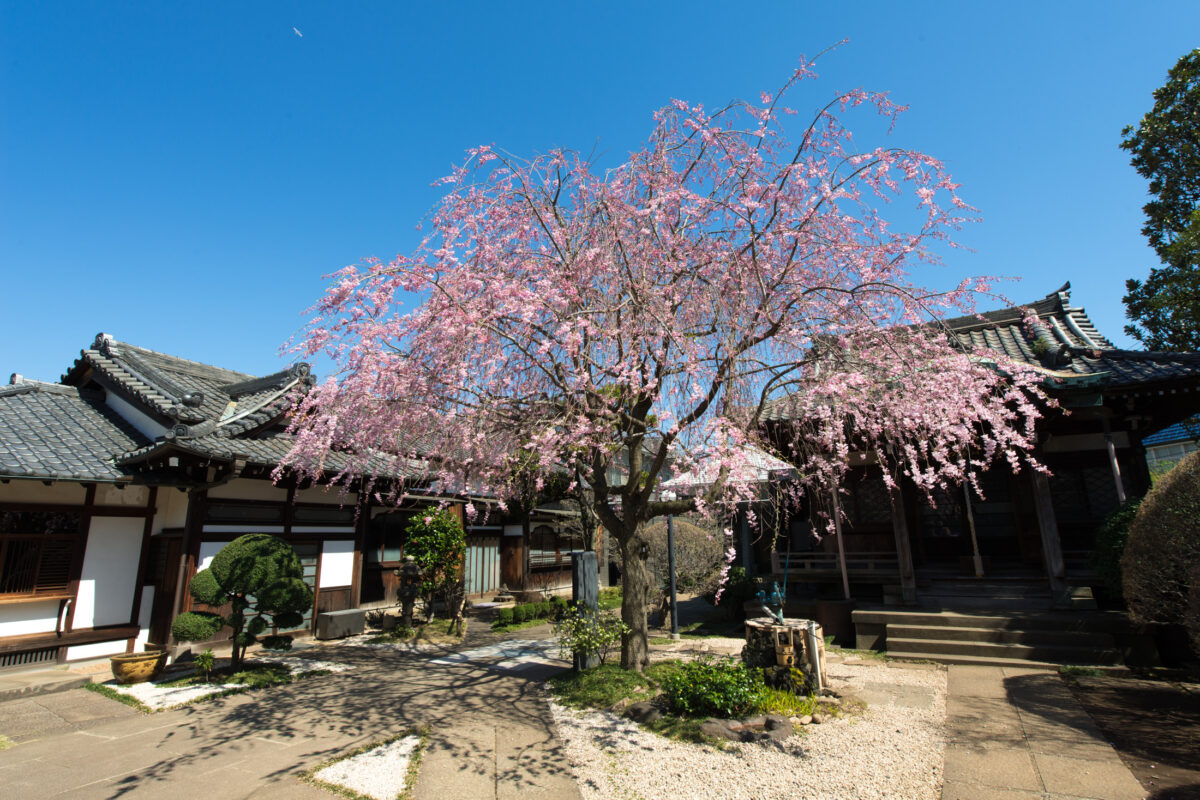 Yanaka.