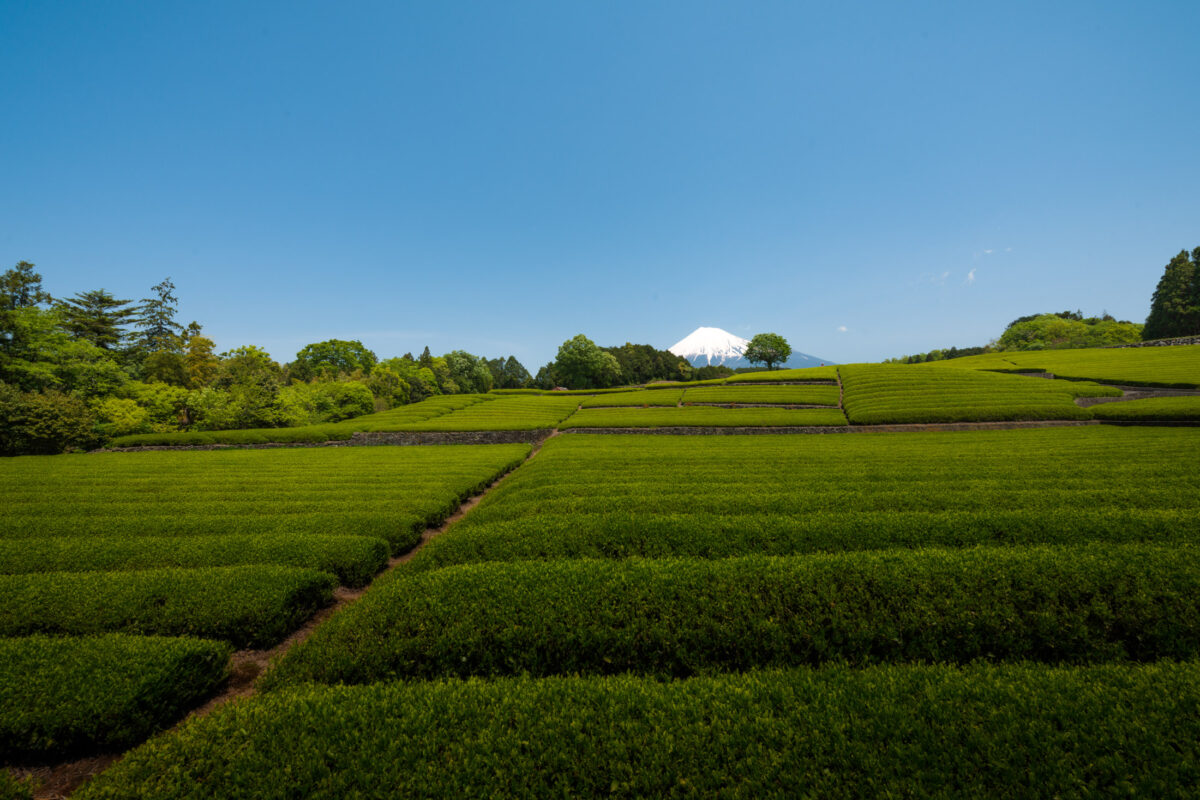 chubu, fields, japan, japanese, mount fuji, natural, nature, shizuoka, spring, yamanashi