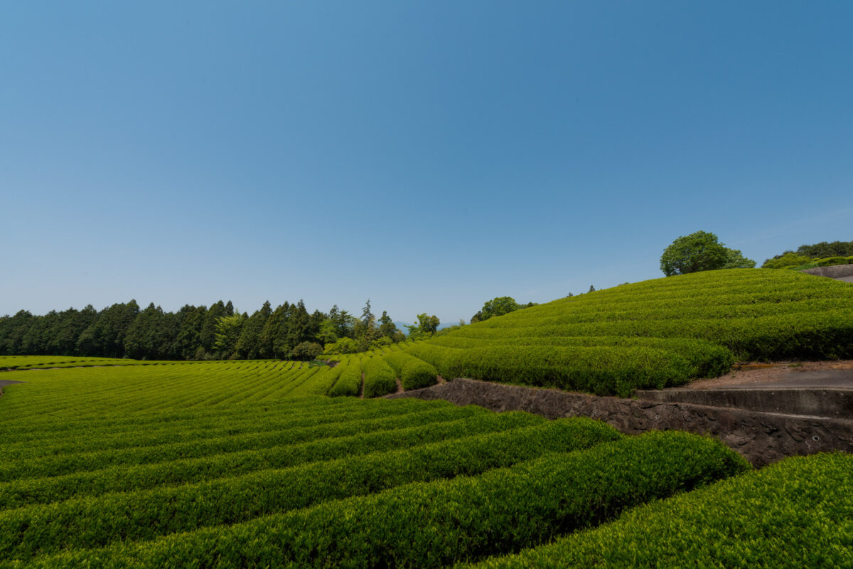 chubu, fields, japan, japanese, mount fuji, natural, nature, shizuoka, spring, yamanashi