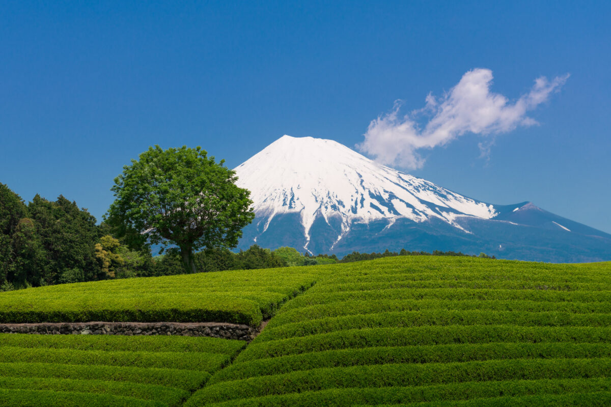 chubu, fields, japan, japanese, mount fuji, natural, nature, shizuoka, spring, yamanashi