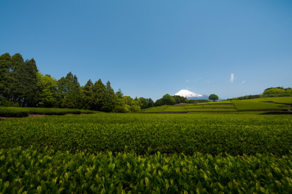 chubu, fields, japan, japanese, mount fuji, natural, nature, shizuoka, spring, yamanashi