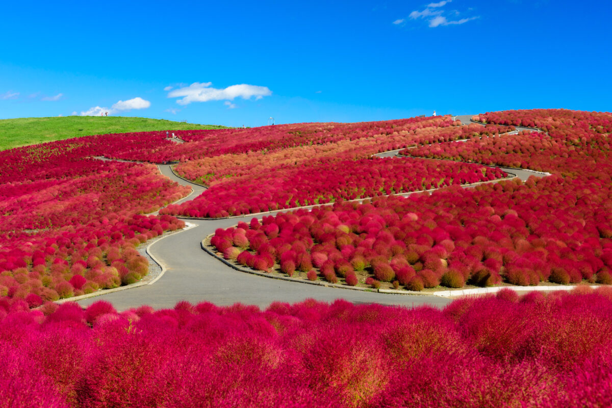 autumn, ibaraki, japan, japanese, kanto, natural, nature