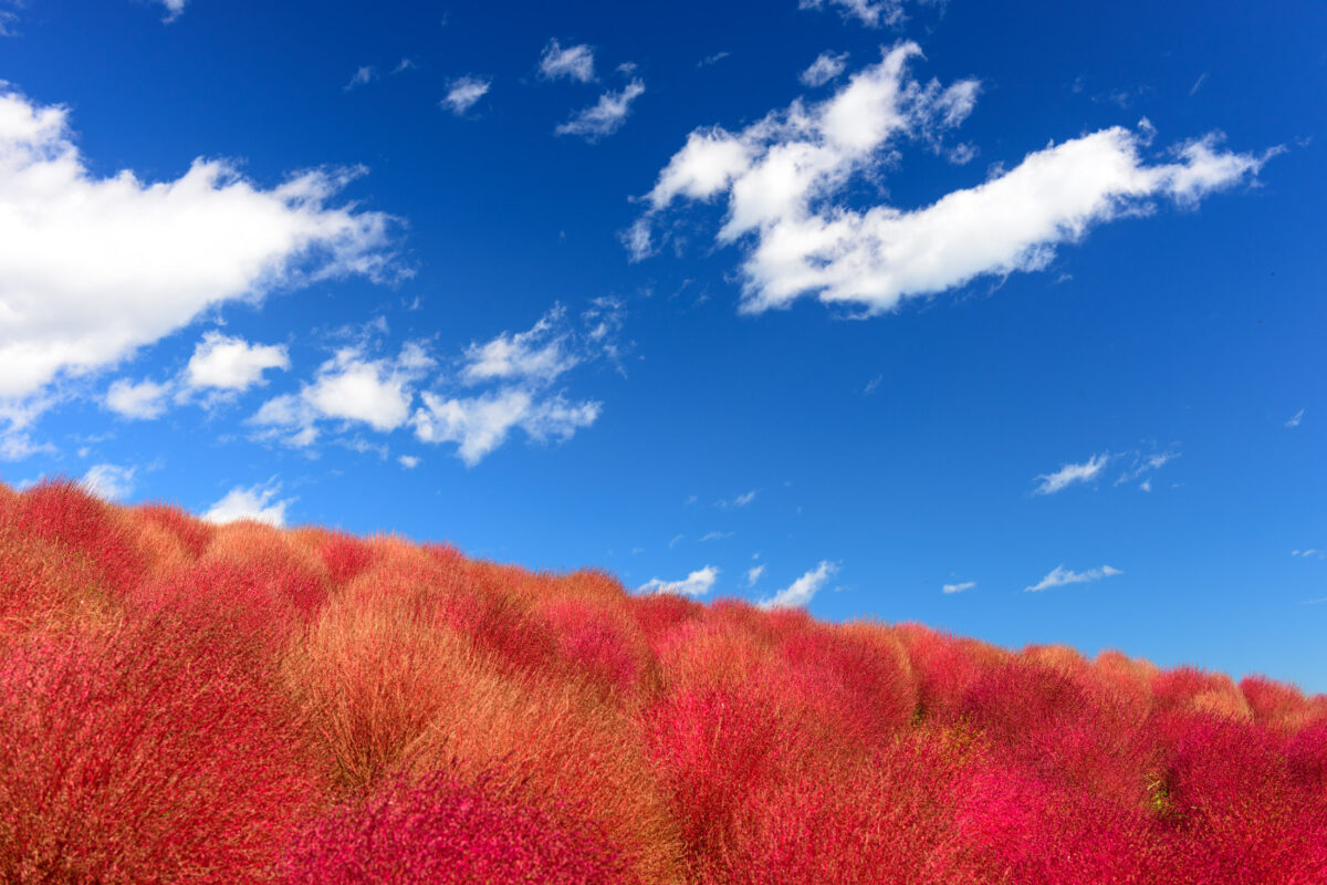 autumn, ibaraki, japan, japanese, kanto, natural, nature