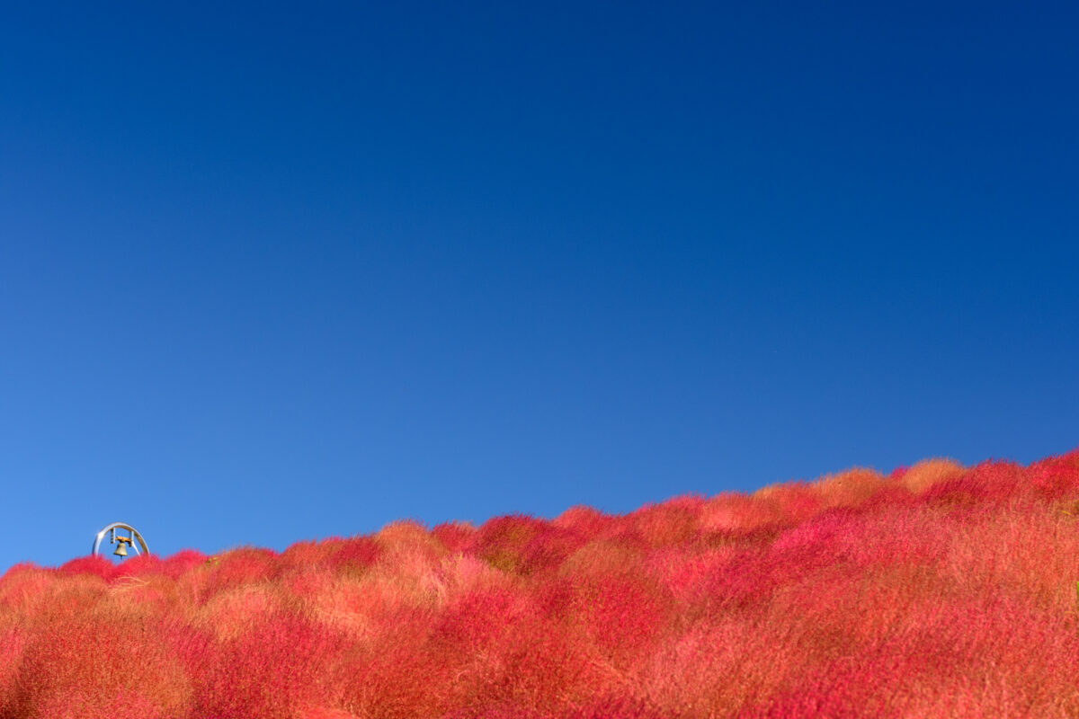 autumn, ibaraki, japan, japanese, kanto, natural, nature