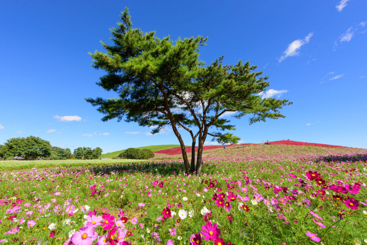 autumn, ibaraki, japan, japanese, kanto, natural, nature