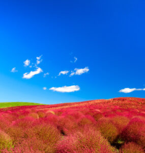 Kochia Bushes in Full Bloom at Hitachi Seaside Park, Japan.