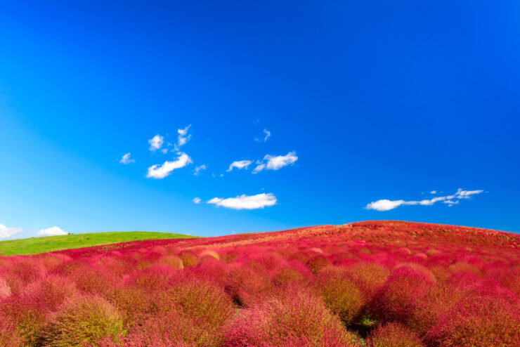 Kochia Bushes in Full Bloom at Hitachi Seaside Park, Japan.