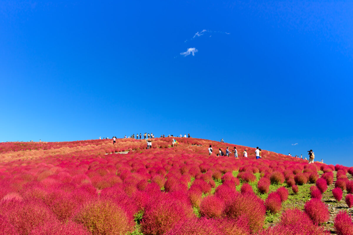 autumn, ibaraki, japan, japanese, kanto, natural, nature